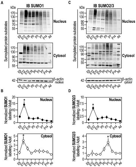 Sumo Modified Substrates Are Developmentally Regulated In The