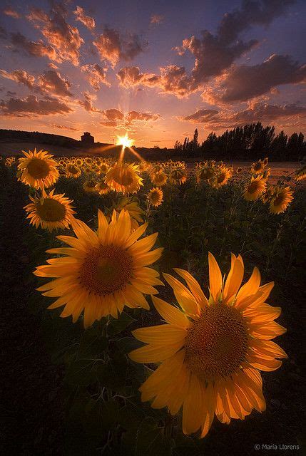 Sunflowers – Artofit