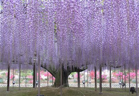 Giant Wisteria In Japans Ashikaga Flower Park Pics