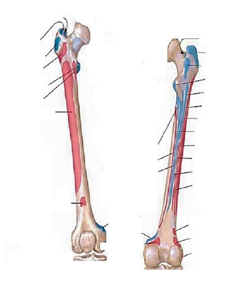 Fémur Diagram Quizlet