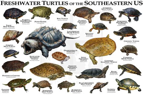 Freshwater Turtles of the Southeastern US Art Print / Field - Etsy