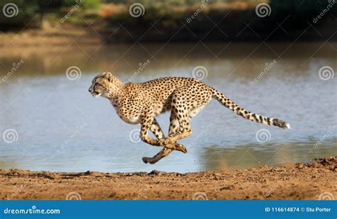 Cheetah Running, Acinonyx Jubatus, South Africa Stock Photo - Image of africa, wildlife: 116614874