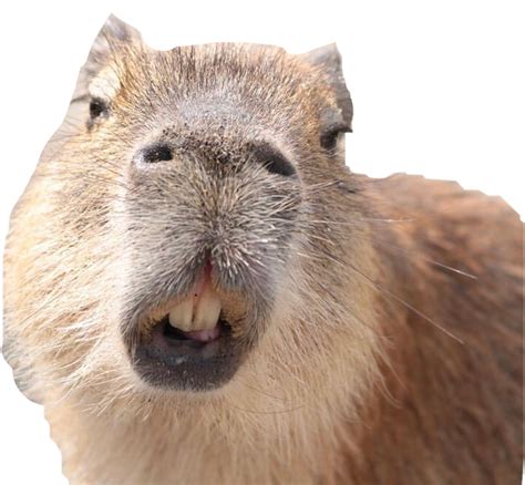 Capybara Png Transparent Images