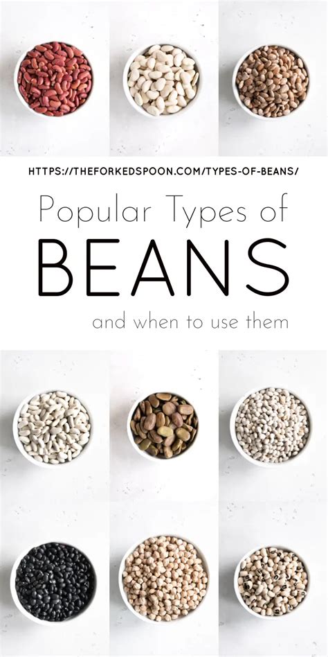 15 Types Of Beans And How To Use Them Types Of Beans Kinds Of Beans Cooking Dried Beans