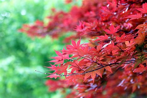 Red Maple Leaves Fall - Free photo on Pixabay - Pixabay