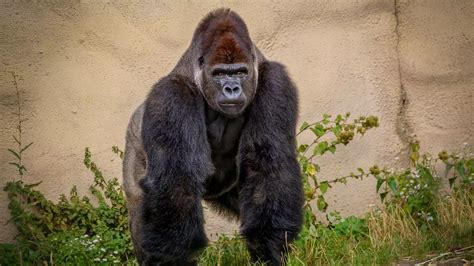 Four Gorillas Battle Each Other In Explosive Brawl In Front Of