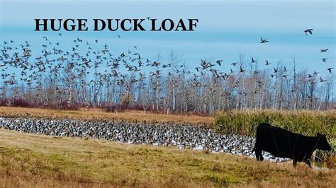 Stacked Duck Loaf Hunt In Western Manitoba Canada Day 1 Thousands