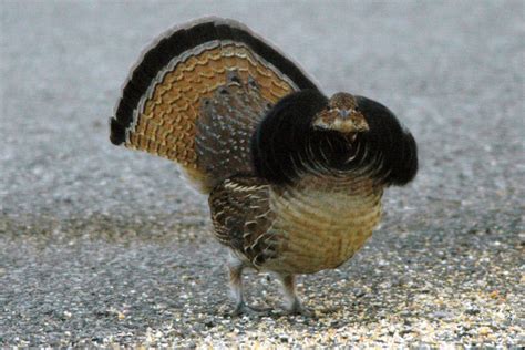 Door To Nature Ruffed Grouse Door County Pulse