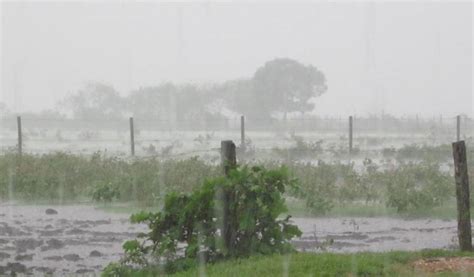 Lluvias Afectan Cultivos De Maíz • Panorama Agrario