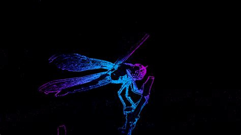 Purple Dragonfly Wallpapers - Top Free Purple Dragonfly Backgrounds - WallpaperAccess