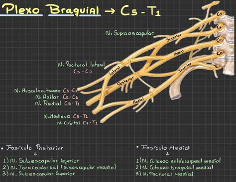 Plexo Braquial Sergio Zambrano UDocz