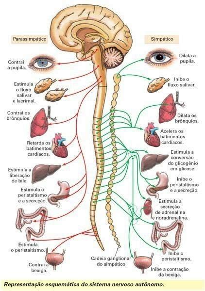 Pin de Dana Ayala en IPS CEM Anatomía médica Anatomia del cerebro