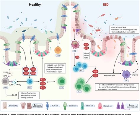 Figure 1 From Type 2 Immunity In Intestinal Homeostasis And