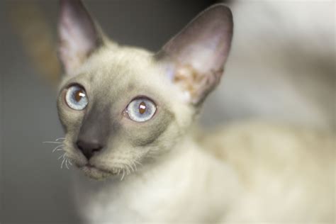 Corn Bred Cornish Rex Cattery Skyler