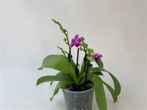 Phalaenopsis Dora Blue 1 Rispe Orchideen Wichmann De Highest