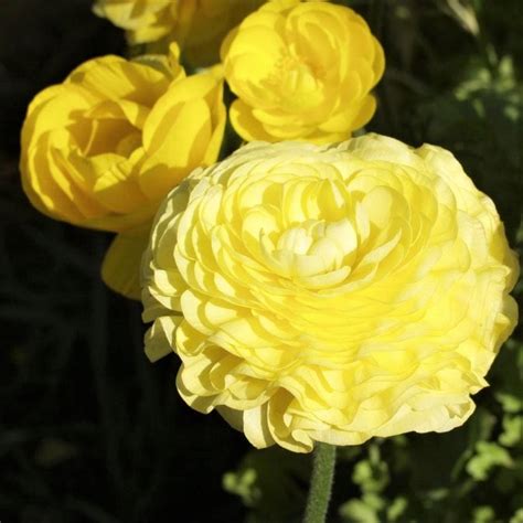 Ranunculus Yellow Bulbs For Sale Persian Buttercup Yellow Easy To