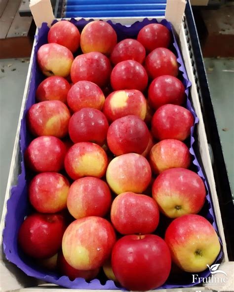 Wholesale Idared Apples From Frutline