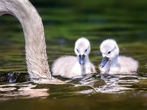 What Do Swans Eat? (And What Not to Feed Them?) | Bird Fact