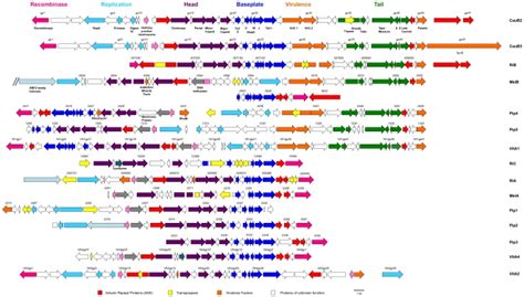 A Schematic Of Gene Synteny Across The Prophage WO Genomes Is Depicted