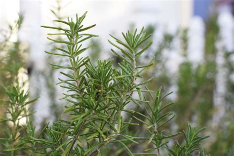 How to Grow and Care for Rosemary