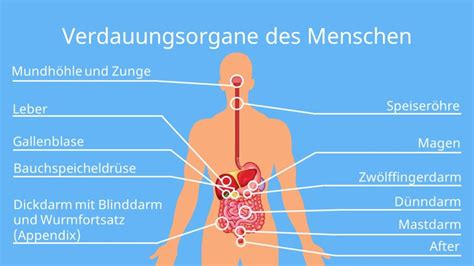 Verdauungsorgane Funktion Weg Der Nahrung Mit Video