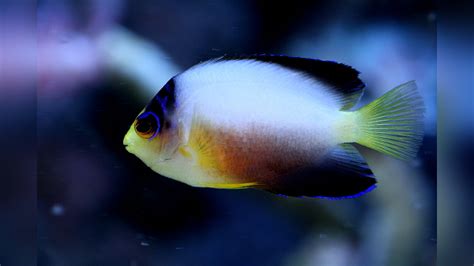 Centropyge Multicolor Multicolor Angelfish