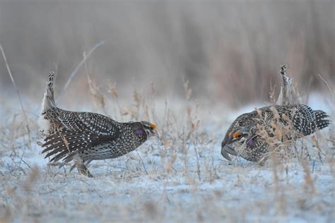 Sharp-tailed Grouse