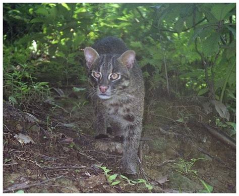 “山猫”指的是哪种猫科动物？