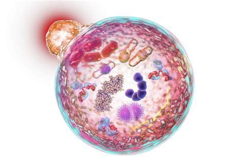 The Potential for Antiaging Through Autophagy