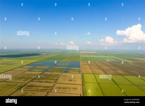 Los Campos De Arroz Inundados Con Agua Arrozales Inundados M Todos