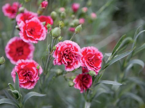 How To Grow And Care For Carnations Bunnings Australia