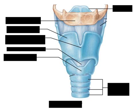 Larynx Vocal Cords Diagram Quizlet