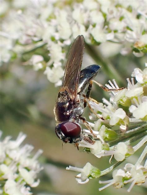 Cheilosia Scutellata Female Shadowbrook Meadows Warwick Flickr