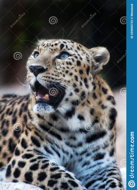 Vertical Shot Of An Amur Leopard Looking Up With Mouth Open Stock Image