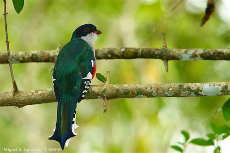 Tocororo Cuban Trogon Priotelus Temnurus Ave Nacional Flickr