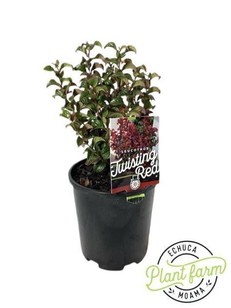 Leucothoe Twisting Red Cm Pot Echuca Moama Plant Farm