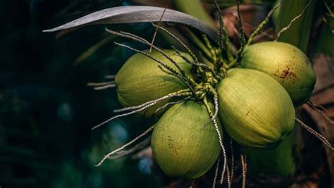 Coconut Embryo Benefits 8 Reasons Why You Should Start Eating This