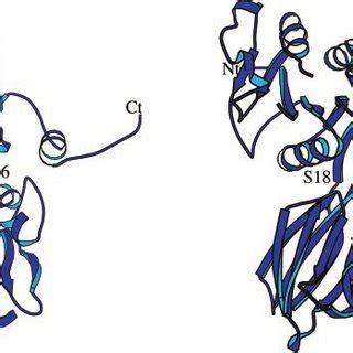 Quaternary Structure Of M Tuberculosis Nad Kinase A Ribbon