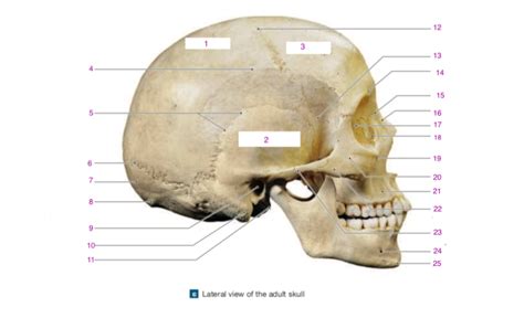 Human Skull Lateral View Diagram Quizlet