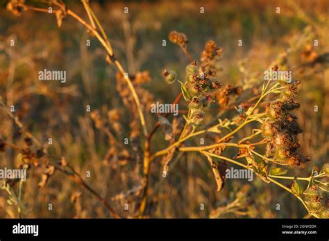 Dry Burdock Flower Greater Burdock Arctium Lappa Stock Photo Alamy