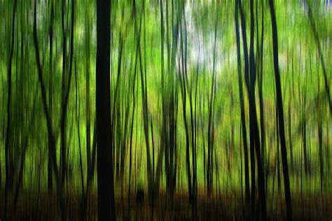 Forest Green Abstract Photograph by Mary Bedy - Pixels