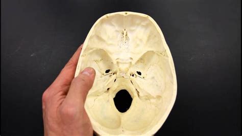 SKELETAL SYSTEM ANATOMY: Cranial fossa of the human skull | Skeletal ...