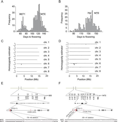 Figure 1 From Parallel Evolution Of Common Allelic Variants Confers Flowering Diversity In