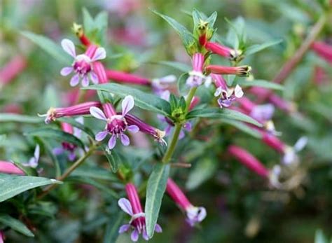 Cuphea Ignea Starfire Pink Garden Variety