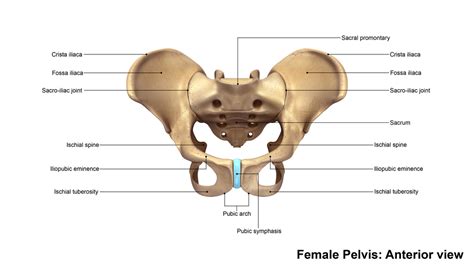 Facet And Sacroiliac Joint Pain Helped With Extracorporeal Shockwave