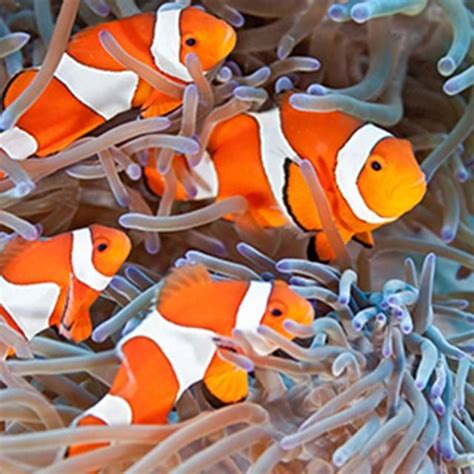 Clownfish Sea Life Arizona Aquarium