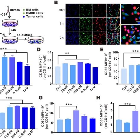 BI2536 Inhibited Tumor Growth And Promoted Infiltration And Activation