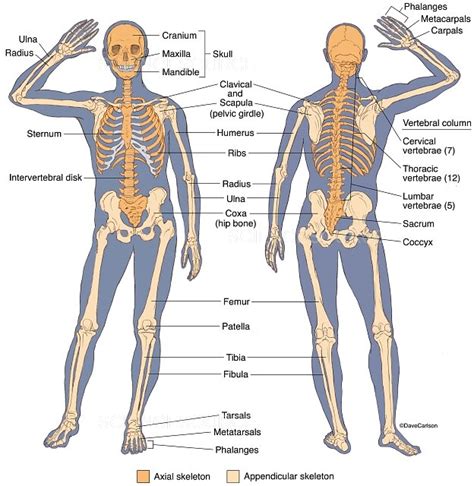 Skeleton Human Diagram Back Posterior View Vector Image Off