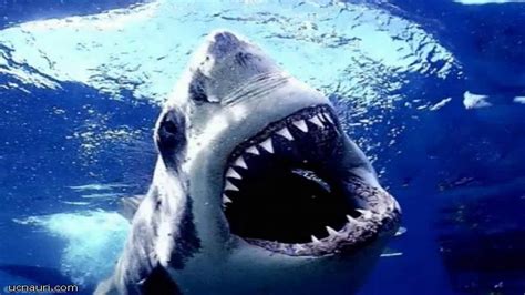 Great White Snaps Cage in Half | World's Scariest Animal Attacks - YouTube