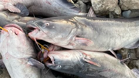 Catfishing At The Under Giant Dam Monster Catfish Alert In Dumas